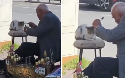 Ayakkabı Boyacılığı Yapan Bir Vatandaşın Malzemeleri ile Bir Kediye Bakım Yaptığı Anlar Kalpleri Isıttı