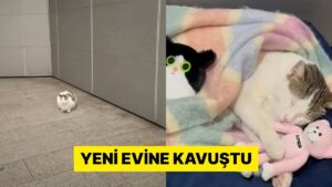 İstanbul&apos;da Bir AVM&apos;de Evi Çalınan Kedinin Son Hali Görüntülendi