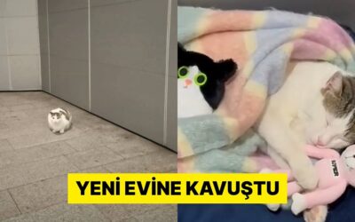İstanbul&apos;da Bir AVM&apos;de Evi Çalınan Kedinin Son Hali Görüntülendi
