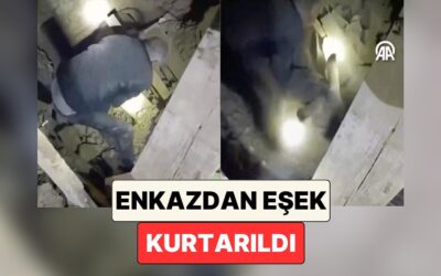 Balıkesir&apos;de Meydana Gelen Depremde Enkaz Altında Kalan Bir Eşek Ekipler Tarafından Kurtarıldı