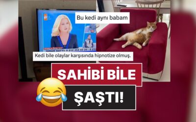 Müge Anlı İzleyen Kedi Sosyal Medyada Viral Oldu