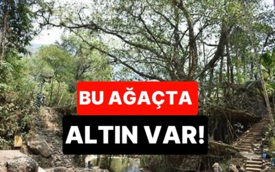 Yolda Görürseniz Kontrol Edin: Bu Ağacın Yapraklarında Altın Bulundu