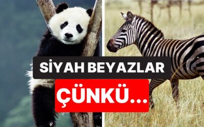 Sebebi Varmış! Zebralar, Pandalar ve Penguenler Neden Siyah Beyaz?