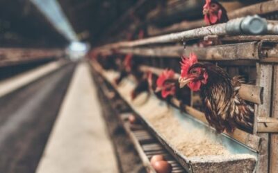 Tavukçuluk sektörünün önde gelen şirketi konkordato ilan etti