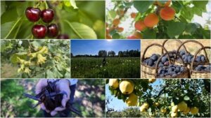 Türkiye İtalya ve Çin'i büyük farkla geride bıraktı: 7 üründe dünya lideri oldu