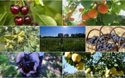 Türkiye İtalya ve Çin'i büyük farkla geride bıraktı: 7 üründe dünya lideri oldu