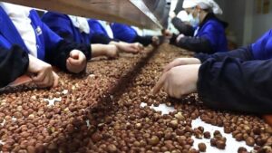 Fındık ihracatı sezona 146 milyon dolarla başladı