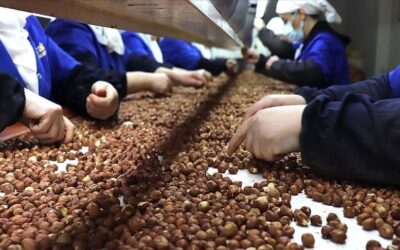 Fındık ihracatı sezona 146 milyon dolarla başladı