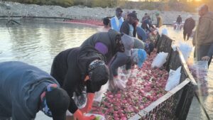 Çiftçi isyanda! Üretici kazanmıyor, aracı kazanıyor