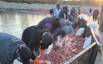 Çiftçi isyanda! Üretici kazanmıyor, aracı kazanıyor