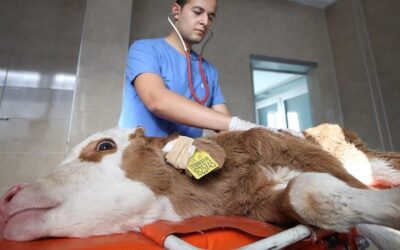 Üreticinin maliyeti katlanıyor: En yüksek artış veteriner harcamaları