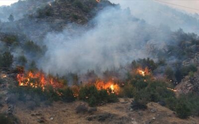 Yangına dirençli ormanlar geliyor: 20 bin hektarda YARDOP projesi başlıyor