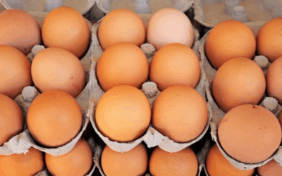 Yumurta krizi kapıda: Üretimde sert düşüş