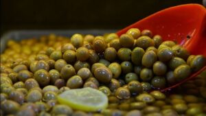 Marmarabirlik 2025-2026 zeytin alım fiyatlarını açıkladı