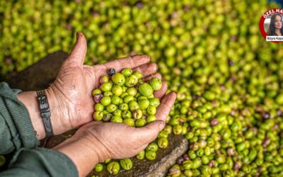 Türkiye kendi zeytinliklerini kesip Suriye'den aldı